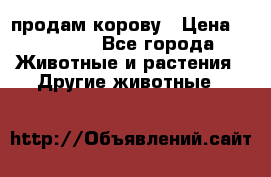 продам корову › Цена ­ 70 000 - Все города Животные и растения » Другие животные   